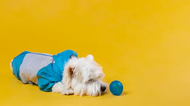 Roupinhas para cachorros: Como escolher e quando usar?