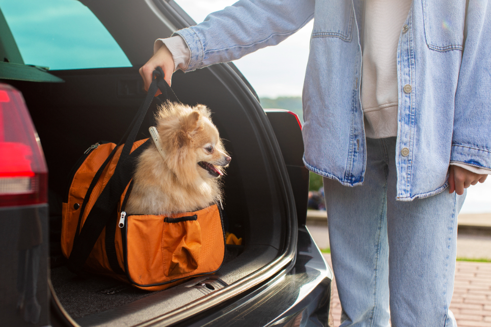 Vai viajar? Veja por que uma cadeirinha para cachorro é essencial para longas distâncias