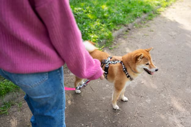 Descubra as melhores guias e coleiras para cachorros de todas as raças